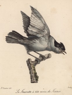 Черногорлая завирушка (лист из альбома литографий "Галерея птиц... королевского сада", изданного в Париже в 1822 году)