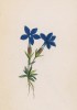 Горечавка малая (Gentiana pumila (лат.)) (лист 289 известной работы Йозефа Карла Вебера "Растения Альп", изданной в Мюнхене в 1872 году)
