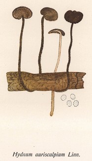 Гиднум, ежовик или ухочистка, Hydnum auriscalpium Linn. (лат.). Дж.Бресадола, Funghi mangerecci e velenosi, т.II, л.190. Тренто, 1933