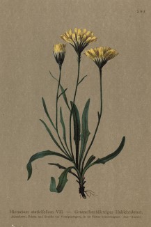 Ястребинка длиннокермеколистная (Hieracium staticifolium (лат.)) (из Atlas der Alpenflora. Дрезден. 1897 год. Том V. Лист 500)
