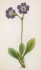 Примула карниольская (Primula carniolica (лат.)) (лист 352 известной работы Йозефа Карла Вебера "Растения Альп", изданной в Мюнхене в 1872 году)