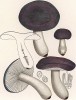 Сыроежка лазоревая или синяя, Russula azurea Bres. (лат.). Съедобна. Дж.Бресадола, Funghi mangerecci e velenosi, т.II, л.112. Тренто, 1933