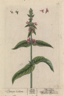Лесная буквица (растение) (Galeopsis (лат.)) -- средство, которое врачи советуют принимать при умственном утомлении (лист 273 "Гербария" Элизабет Блеквелл, изданного в Нюрнберге в 1757 году)