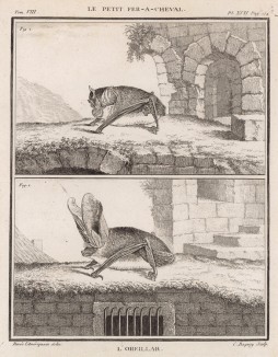 Летучие мыши: fer-à-cheval (фр.) (вверху) и ушан (лист XVII иллюстраций к восьмому тому знаменитой "Естественной истории" графа де Бюффона, изданному в Париже в 1760 году)