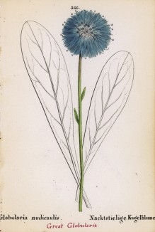 Шаровница (глобулярия) голостебельная (Globularia nudicaulis (лат.)) (лист 366 известной работы Йозефа Карла Вебера "Растения Альп", изданной в Мюнхене в 1872 году)