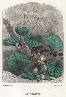Скромные Фиалки прячутся под листочками. Les Fleurs Animées par J.-J Grandville. Париж, 1847