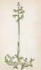 Ладьян (Corallorrbiza innata (лат.)) (лист 381 известной работы Йозефа Карла Вебера "Растения Альп", изданной в Мюнхене в 1872 году)