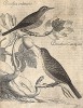Садовая славка и рыжегрудая славка. Beccafico ordinario. Beccafico canapino (ит.). Из первого (1622 г.) издания работы итальянского философа и натуралиста Джованни Пьетро Олины (1585-1645) Uccelliera overo discorso della natura…