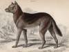 Дикая собака динго (Chryseus Australis (лат.)) (лист 10 тома IV "Библиотеки натуралиста" Вильяма Жардина, изданного в Эдинбурге в 1839 году)