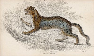 Дикий кот (Felis Diardii (лат.)) (лист 21 тома III "Библиотеки натуралиста" Вильяма Жардина, изданного в Эдинбурге в 1834 году)
