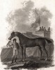 Скаковая лошадь и жокей на ипподроме. Лондон, 1797