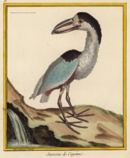 Бразильская болотная птица саваку (Cancroma Cochlearia (лат.)) (из Table des Planches Enluminées d'Histoire Naturelle de M. D'Aubenton (фр.). Утрехт. 1783 год (лист 39))