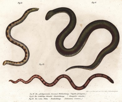 Ядовитые змеи, обитающие в Юго-Восточной Азии (из Naturgeschichte der Amphibien in ihren Sämmtlichen hauptformen. Вена. 1864 год)