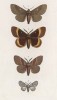 Бабочки рода Bombyx: Trifolii (1), Quercus (2), Rubi (3) и Crataegi (4) (лат.) (лист 62)