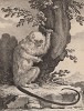 Серебристая игрунка, или серебристая мармозетка, она же серебряная обезьяна. Лист XVIII иллюстраций к пятнадцатому тому знаменитой "Естественной истории" графа де Бюффона. Париж, 1767