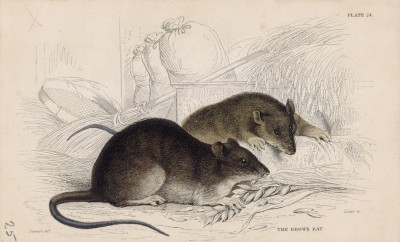 Коричневые крысы (Mus decumanus (лат.)) в амбаре (лист 24 тома VII "Библиотеки натуралиста" Вильяма Жардина, изданного в Эдинбурге в 1838 году)