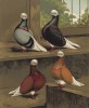Турманы белоголовые-короткомордые: голубой, чёрный, красный и жёлтый (из знаменитой "Книги голубей..." Роберта Фултона, изданной в Лондоне в 1874 году)
