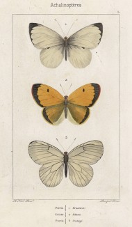 Бабочки 1.Капустница (Pieris brassicae), 2.Colias Edusa и 3.Боярышница (Pieris Crataegi (лат.)) (лист 5)