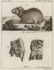 Северный заяц (Lepus alpinus) и его пасть. Из атласа к знаменитой работе "Путешествия профессора Палласа в разные провинции Российской Империи". Париж, 1794