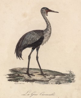 Журавль серёжчатый (лист из альбома литографий "Галерея птиц... королевского сада", изданного в Париже в 1822 году)