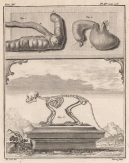 Cкелет и внутренности обезьяны (лист XV иллюстраций к пятнадцатому тому знаменитой "Естественной истории" графа де Бюффона, изданному в Париже в 1767 году)