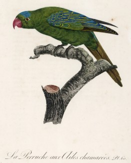 Попугайчик с разноцветными крыльями (лист 60 иллюстраций к первому тому Histoire naturelle des perroquets Франсуа Левальяна. Изображения попугаев из этой работы считаются одними из красивейших в истории. Париж. 1801 год)