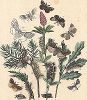 Бабочки-волнянки: кистехвостки и краснохвостки. "Книга бабочек" Фридриха Берге, Штутгарт, 1870. 