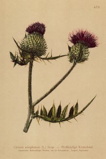 Бодяк шерстистый (Cirsium eriophorum (лат.)) (из Atlas der Alpenflora. Дрезден. 1897 год. Том V. Лист 476)