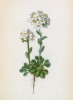 Ярутка альпийская (Thlaspi alpinum (лат.)) (лист 69 известной работы Йозефа Карла Вебера "Растения Альп", изданной в Мюнхене в 1872 году)