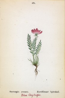 Остролодочник синий (Oxytropis cyaena (лат.)) (лист 121 известной работы Йозефа Карла Вебера "Растения Альп", изданной в Мюнхене в 1872 году)