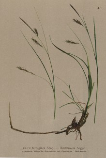 Осока железистая (Carex ferruginea Scop. (лат.)) (из Atlas der Alpenflora. Дрезден. 1897 год. Том I. Лист 48)