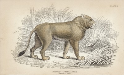 Лев (felis leo gougeralensis (лат.)) (лист 11 тома I "Библиотеки натуралиста" Вильяма Жардина, изданного в Эдинбурге в 1842 году)