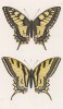 Бабочки махаон (Papilio Maсhaon) и алексанор (Papilio Alexanor (лат.)) (лист 13)