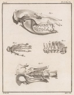 Череп, кости и позвонки (лист LI иллюстраций к десятому тому знаменитой "Естественной истории" графа де Бюффона, изданному в Париже в 1763 году)