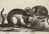 Нутрия (лист из альбома Nova raccolta de li animali piu curiosi del mondo disegnati et intagliati da Antonio Tempesta... Рим. 1651 год)