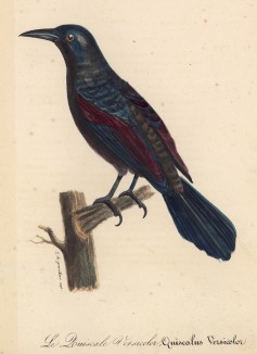 Дрозд разноцветный (Quiscalus versicolor (лат.)) (лист из альбома литографий "Галерея птиц... королевского сада", изданного в Париже в 1822 году)