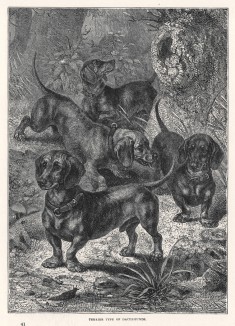 Таксы на охоте (из "Книги собак" Веро Шоу, изданной в Лондоне в 1881 году)