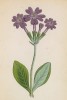 Первоцвет длиннолистный (Primula longiflora (лат.)) (лист 344 известной работы Йозефа Карла Вебера "Растения Альп", изданной в Мюнхене в 1872 году)