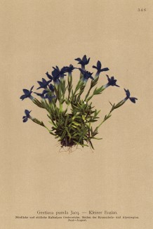Горечавка малая (Gentiana pumila (лат.)) (из Atlas der Alpenflora. Дрезден. 1897 год. Том IV. Лист 346)