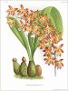 Копия «Орхидея ERIOPSIS RUTIDOBULBON (лат.) (лист DCCXXXIX Lindenia Iconographie des Orchidées - обширнейшей в истории иконографии орхидей. Брюссель, 1901)»