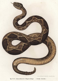 Гремучая змея Krotalus horridus (лат.) (из Naturgeschichte der Amphibien in ihren Sämmtlichen hauptformen. Вена. 1864 год)