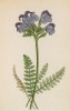 Мытник носатый (Pedicularis rostrata (лат.)) (лист 313 известной работы Йозефа Карла Вебера "Растения Альп", изданной в Мюнхене в 1872 году)