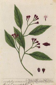 Гвоздика (Caryphyllus aromaticus (лат.)) - антисептик, болеутоляющее, пряность (лист 338 "Гербария" Элизабет Блеквелл, изданного в Нюрнберге в 1757 году)