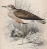 Африканская птица Tachydromus senegalensis (лат.) (лист 24 тома XXIII "Библиотеки натуралиста" Вильяма Жардина, изданного в Эдинбурге в 1843 году)