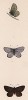 Бабочка голубянка бобовая (лат. Papilio semiargus). History of British Butterflies Френсиса Морриса. Лондон, 1870, л.57