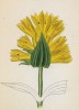 Горечавка Бурсера (Gentiana Burseri (лат.)) (лист 281 известной работы Йозефа Карла Вебера "Растения Альп", изданной в Мюнхене в 1872 году)