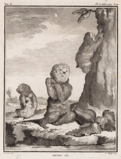 Юность ленивца (лист LXIII иллюстраций к пятому тому знаменитой "Естественной истории" графа де Бюффона, изданному в Париже в 1755 году)
