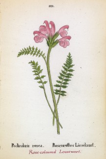 Мытник розовый (Pedicularis rosea (лат.)) (лист 323 известной работы Йозефа Карла Вебера "Растения Альп", изданной в Мюнхене в 1872 году)