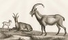 Горная коза с супругом и козлёнком (лист из La ménagerie du muséum national d'histoire naturelle ou description et histoire des animaux... -- знаменитой в эпоху Наполеона работы по натуральной истории)