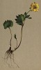 Лютик с альпийских лютиковых лугов (Ranunculus Pythora Crantz. (лат.)) (из Atlas der Alpenflora. Дрезден. 1897 год. Том II. Лист 137)